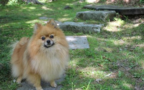 那須高原 ペットと泊まれる宿 ペンション ハロハロinn那須 21年最新の料金比較 口コミ 宿泊予約 トラベルブック Travelbook 那須高原 ペットと泊まれる宿 ペンション ハロハロinn那須 21年最新の料金比較 口コミ 宿泊予約 トラベルブック Travelbook