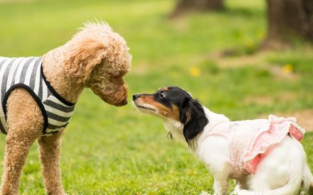 北軽井沢 ペンション エデン 22年最新の料金比較 口コミ 宿泊予約 トラベルブック Travelbook 北軽井沢 ペンション エデン 22年最新の料金比較 口コミ 宿泊予約 トラベルブック Travelbook