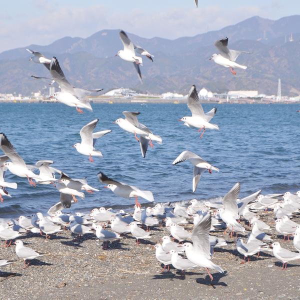 三保シーサイドホテル福田家 22年最新の料金比較 口コミ 宿泊予約 トラベルブック Travelbook