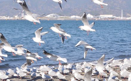 三保シーサイドホテル福田家 22年最新の料金比較 口コミ 宿泊予約 トラベルブック Travelbook 三保シーサイドホテル福田家 22年最新の料金比較 口コミ 宿泊予約 トラベルブック Travelbook